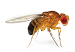 Fruit Fly trap - bye bye fruit fly